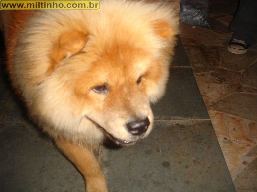 Foto - Churrasco_24.JPG